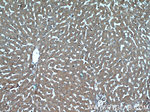 IGFBP7 Antibody in Immunohistochemistry (Paraffin) (IHC (P))