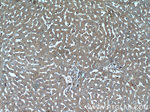 IGFBP7 Antibody in Immunohistochemistry (Paraffin) (IHC (P))