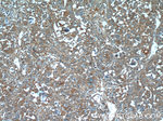 IGFBP7 Antibody in Immunohistochemistry (Paraffin) (IHC (P))