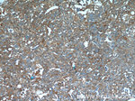 IGFBP7 Antibody in Immunohistochemistry (Paraffin) (IHC (P))