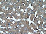 IGFBP7 Antibody in Immunohistochemistry (Paraffin) (IHC (P))