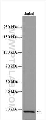 IGFBP7 Antibody in Western Blot (WB)