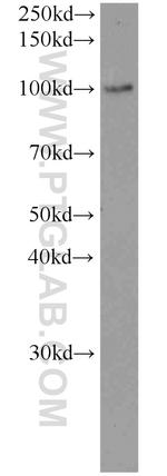 LHCGR Antibody in Western Blot (WB)