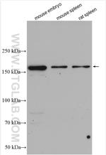 MAP3K1 Antibody in Western Blot (WB)