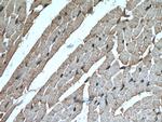 MYBPC3 Antibody in Immunohistochemistry (Paraffin) (IHC (P))