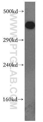 DNA-PKcs Antibody in Western Blot (WB)