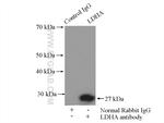 LDHA Antibody in Immunoprecipitation (IP)