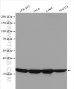 LDHA Antibody in Western Blot (WB)