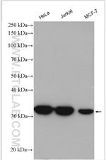 LDHA Antibody in Western Blot (WB)