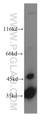 LDHA Antibody in Western Blot (WB)