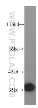 LDHA Antibody in Western Blot (WB)