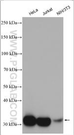 LDHA Antibody in Western Blot (WB)