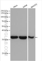 LDHA Antibody in Western Blot (WB)