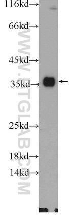 LDHA Antibody in Western Blot (WB)