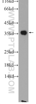 LDHA Antibody in Western Blot (WB)