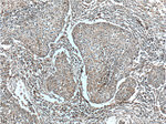 LDHB Antibody in Immunohistochemistry (Paraffin) (IHC (P))