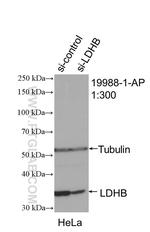 LDHB Antibody in Western Blot (WB)