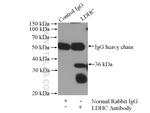 LDHC Antibody in Immunoprecipitation (IP)