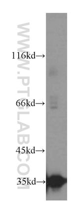 LDHC Antibody in Western Blot (WB)