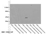 HBE1 Antibody in Western Blot (WB)