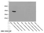 HBM Antibody in Western Blot (WB)