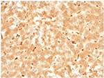 Alpha-2-Macroglobulin Antibody in Immunohistochemistry (Paraffin) (IHC (P))