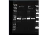 Sarcosine Oxidase Antibody in Western Blot (WB)