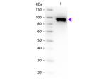 Plasminogen Antibody in Western Blot (WB)