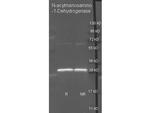 N-Acylmannosamine-1-Dehydrogenase Antibody in Western Blot (WB)