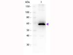 Luciferase Antibody in Western Blot (WB)