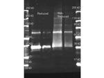 Uricase Antibody in Western Blot (WB)