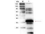 Folate Binding Protein Antibody in Western Blot (WB)