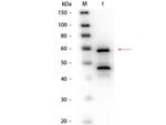 Bilirubin Oxidase Antibody in Western Blot (WB)