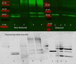 Aldolase Antibody in Western Blot (WB)