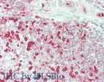 Carbonic Anhydrase I Antibody in Immunohistochemistry (Paraffin) (IHC (P))