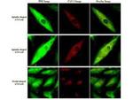 Fructose-6-Phosphate Kinase Antibody in Immunocytochemistry (ICC/IF)