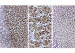 Pepsin Antibody in Immunohistochemistry (IHC)