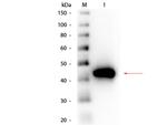 Pepsin Antibody in Western Blot (WB)