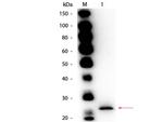 Papain Antibody in Western Blot (WB)