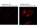 Fluorescein (FITC) Antibody in Immunocytochemistry (ICC/IF)