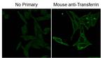 Fluorescein (FITC) Antibody in Immunocytochemistry (ICC/IF)