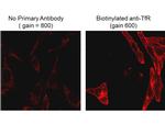 Biotin Antibody in Immunocytochemistry (ICC/IF)