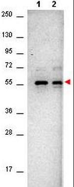 AKT Antibody in Western Blot (WB)