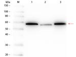 AKT Antibody in Western Blot (WB)