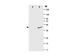 SUMO Antibody in Western Blot (WB)