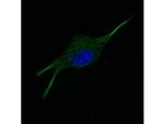 alpha-Tubulin Antibody in Immunocytochemistry (ICC/IF)