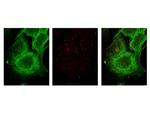 alpha-Tubulin Antibody in Immunocytochemistry (ICC/IF)