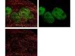 alpha-Tubulin Antibody in Immunocytochemistry (ICC/IF)