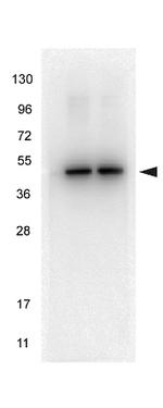 alpha-Tubulin Antibody in Western Blot (WB)