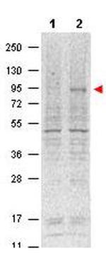 Phospho-Stat5 (Tyr694) Antibody in Western Blot (WB)